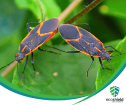 2 Boxelder Bugs