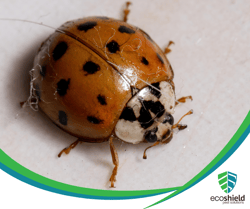 Asian Lady Beetle