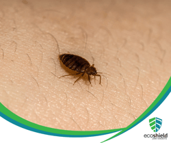 Bed Bug Blog1