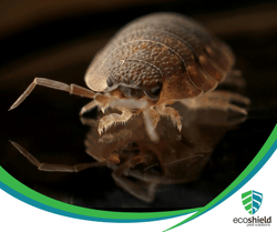 Bed Bug Holidays Blog5