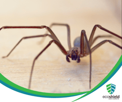 Brown Recluse (1)