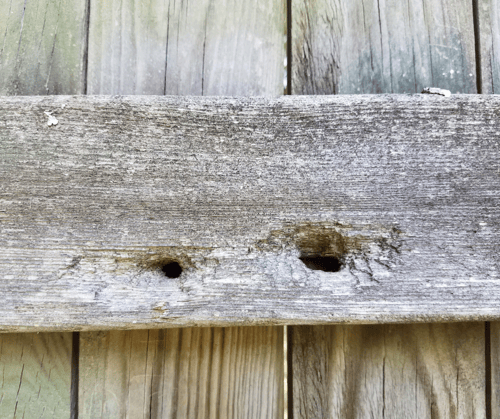 How Much Does it Cost to Get Rid of Carpenter Bees?