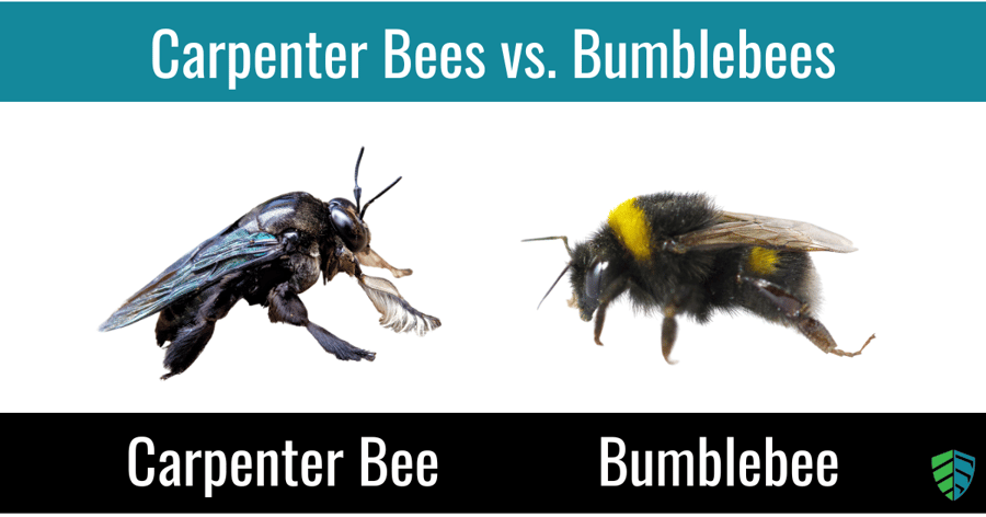 What’s the Difference Between Carpenter Bees and Bumblebees?