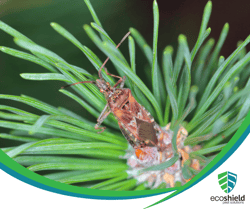 Conifer Seed Bug