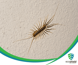 House Centipede1