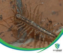 House Centipede4