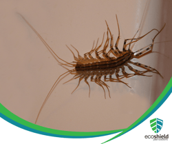 House Centipede5