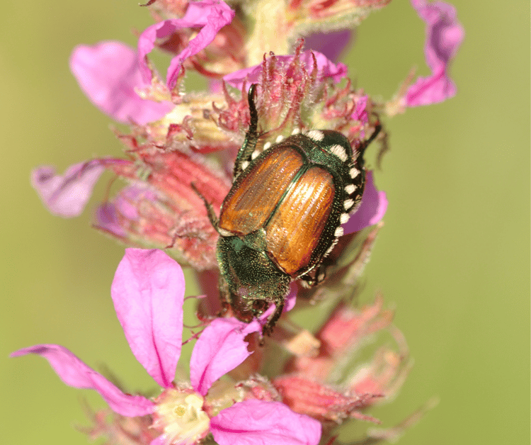 How Do I Get Rid of Japanese Beetles in my Yard?