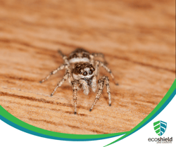 Jumping Spider