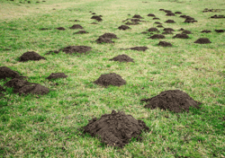 Mole Holes in Yard