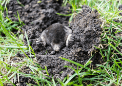 Mole in Grass