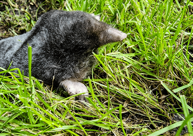 How do I Get Rid of Moles and Voles in my Yard