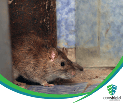 Rodents in Wall Blog5