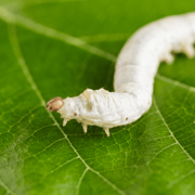 Silkworm