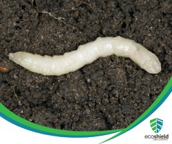 Skeeter Eater Larvae