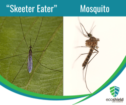 Skeeter Eater vs. Mosquito