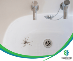 Spider in Sink