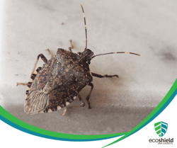 Stink Bug Blog1