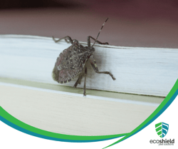 Stink Bug Blog2