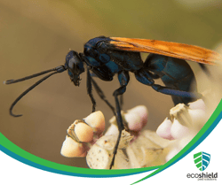 Tarantula Hawk Wasp