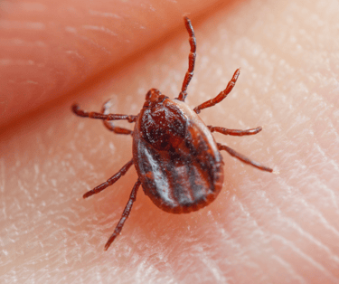 Why Do Ticks Bite Humans?