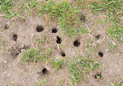 Vole Holes in Yard