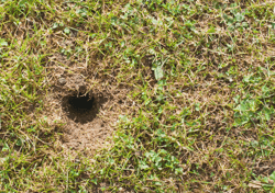 Vole in Hole in the Grass