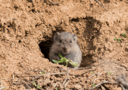 Vole in Hole in the Ground