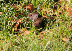 Vole in Yard