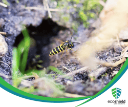 Yellowjacket Coming Out of Nest