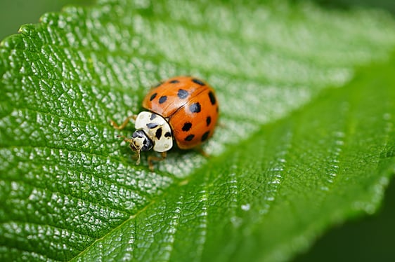 Are Ladybugs Harmful?