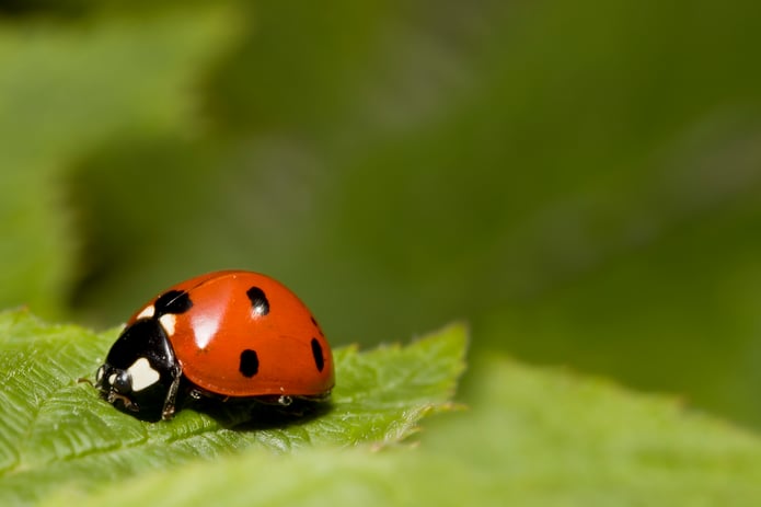 Are Ladybugs Harmful?