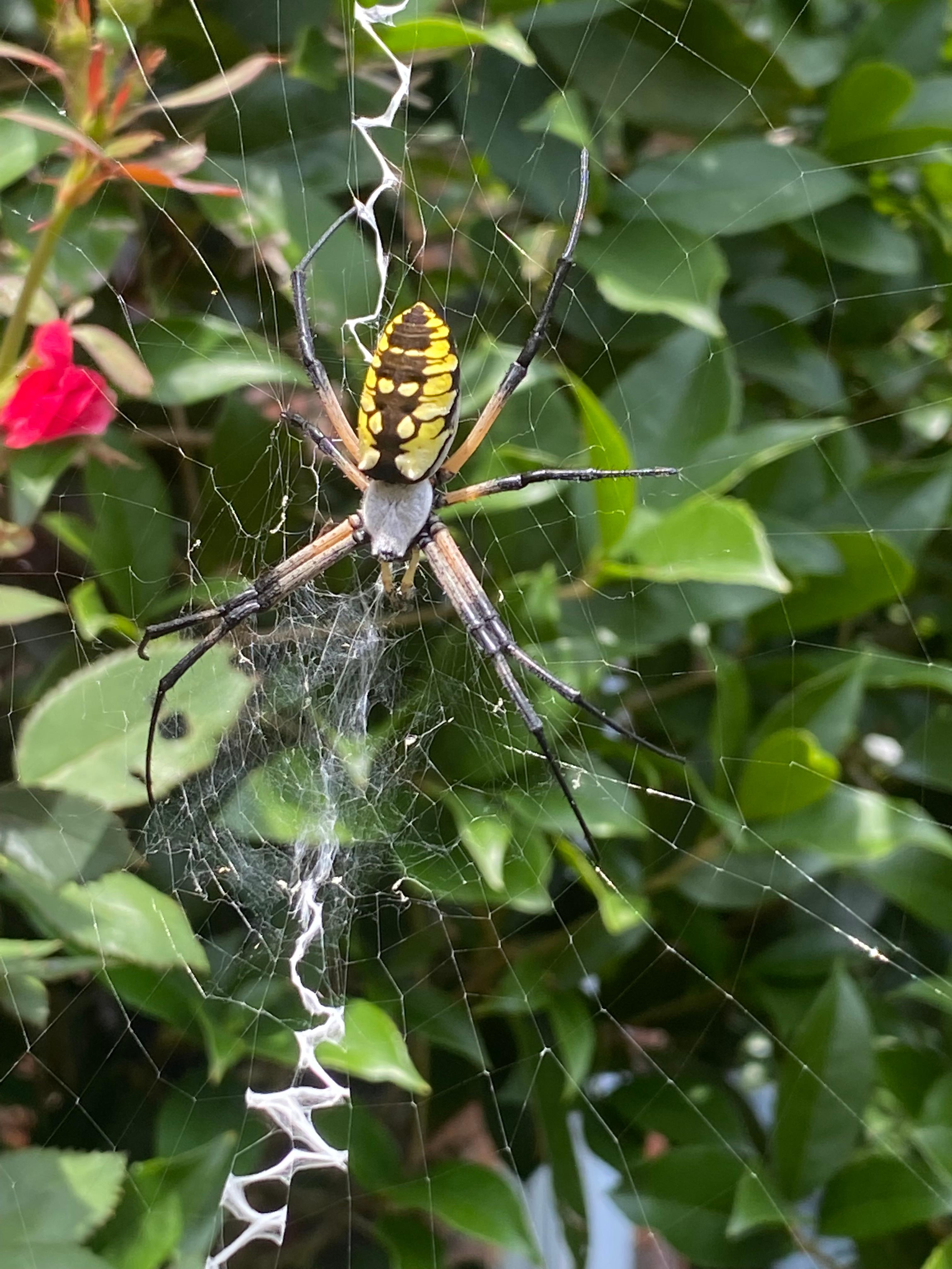 Everything Dallas Homeowners Ought To Know About Dangerous Spiders