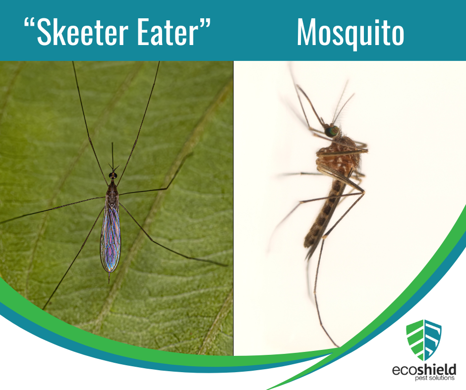 Do Skeeter Eaters Actually Eat Mosquitoes?