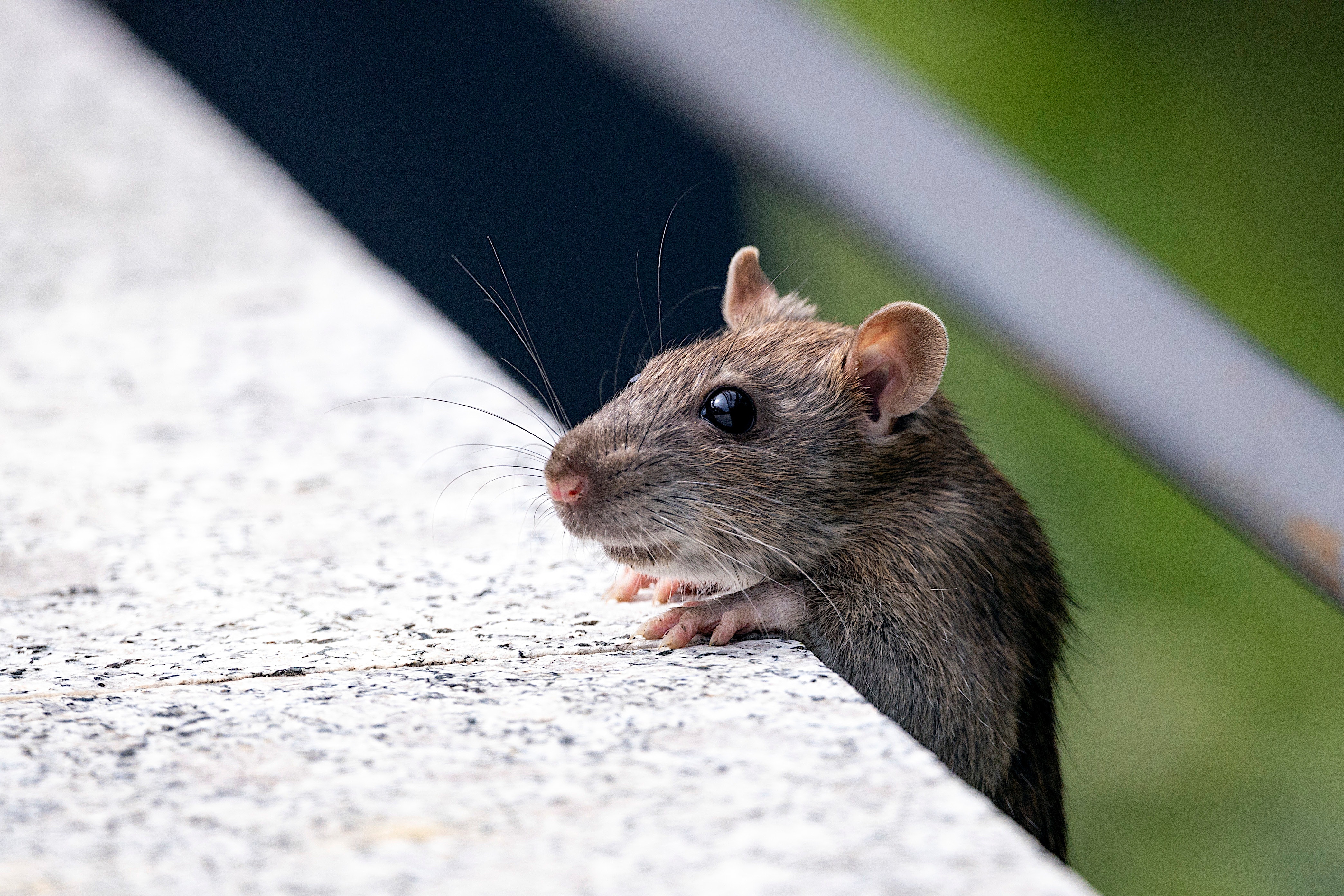 How to Keep Mice Away From Your Bed - Green Pest Solutions