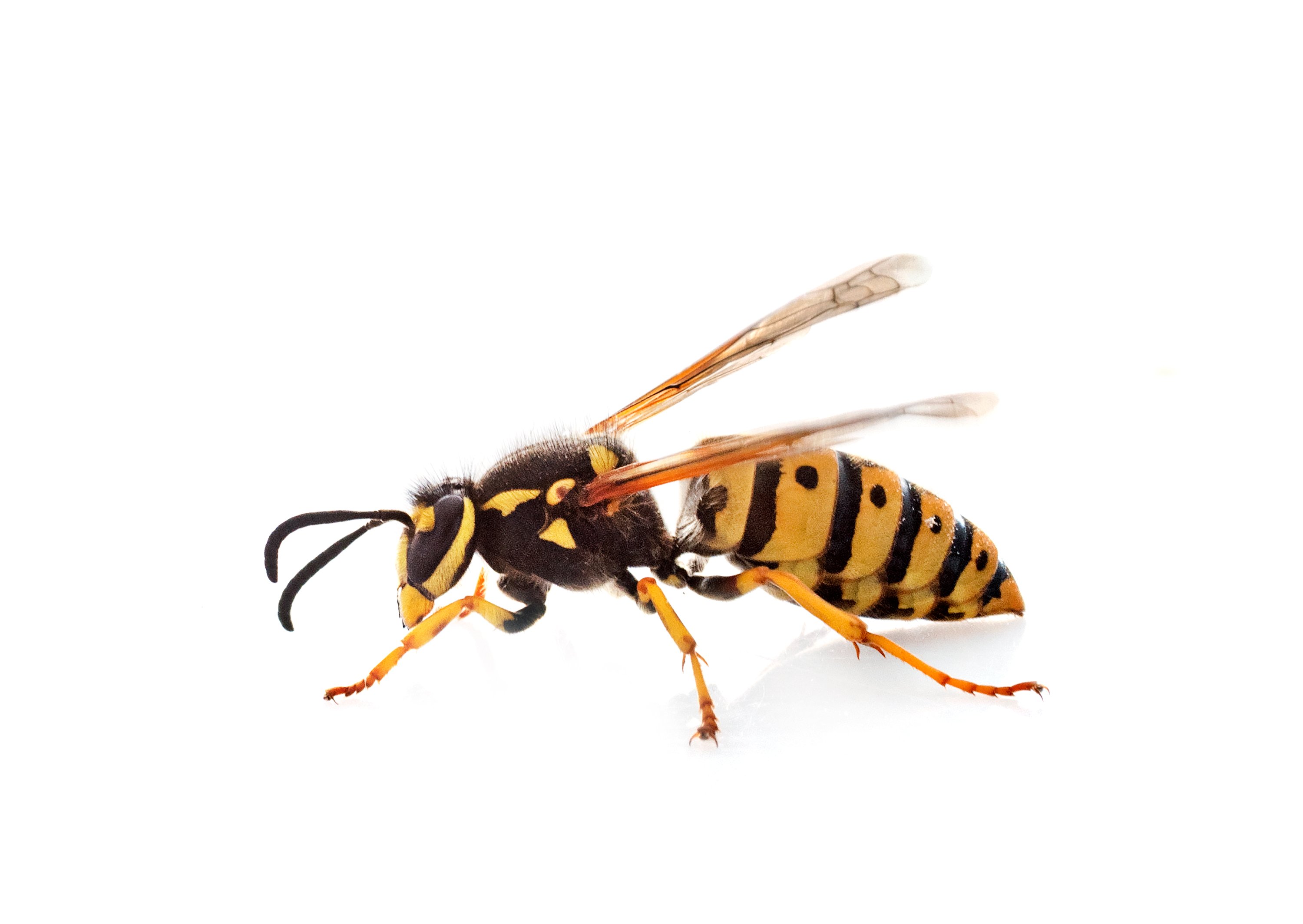 Blog - What to Do if You're Stung by a Wasp in Oklahoma City